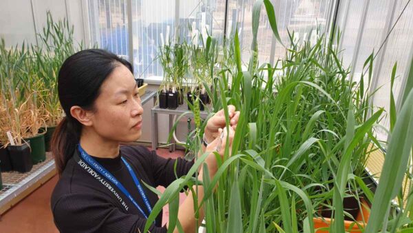 A woman looking at wheat plants in a glasshouse