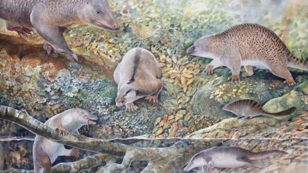 You might have missed: Fossil “echidnapus”; bigger is better for proboscis monkeys; Alaska’s rivers turn orange, and more