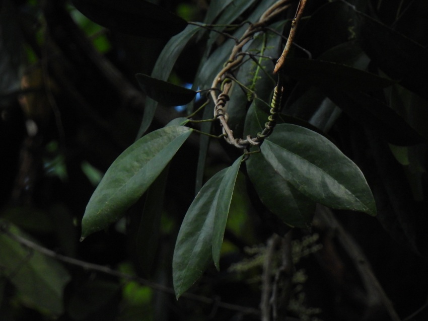 A photograph of a climbing plant with large, dark green leaves