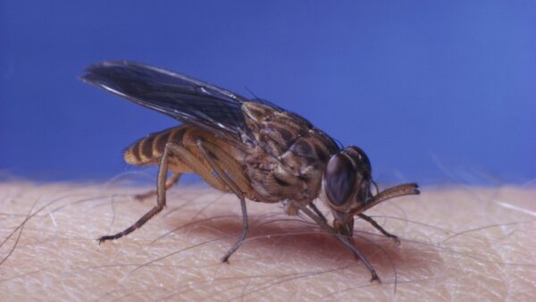 Photograph of a large brown fly which has landed one someone's skin. The background is blue.