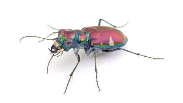 Photograph of a tiger beetle against a white background. The beetle's carapace is an irridescent raindow colour and it has white hair-like projections growing on its abdomen and legs