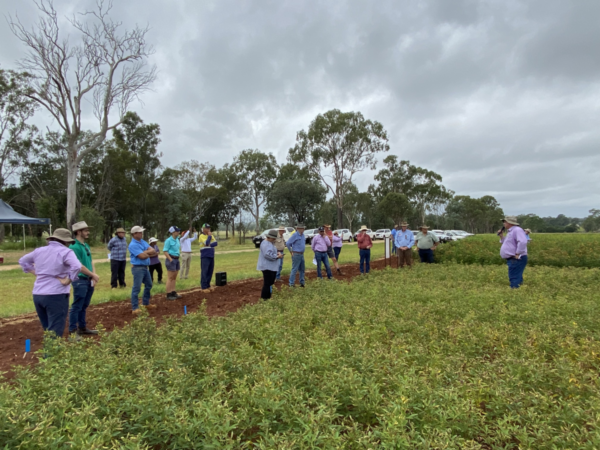 Farmers at a Pigeon pea plant field walk at Kingaroy Research Facility (Image: GRDC)