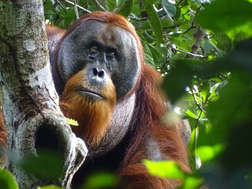Photograph of an adult male orangutan. The wound has fully healed over.