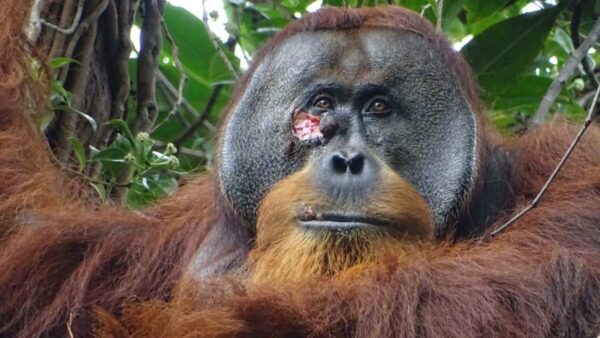 Photograph of an adult male orangutan with prominent cheek flanges. The right flange has a wound deep enough to expose the pale subcutaneous tissue.