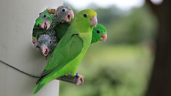 A photograph of a small green parrot standing next to a man-made nest which 4 chicks are pushing their heads out of