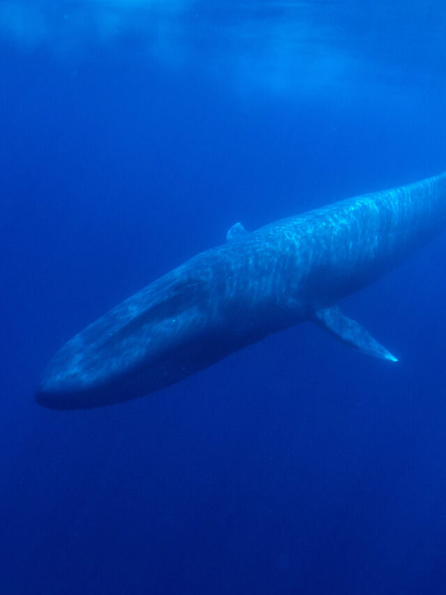 5 Facts About The Blue Whale 5-facts-about-the-blue-whale