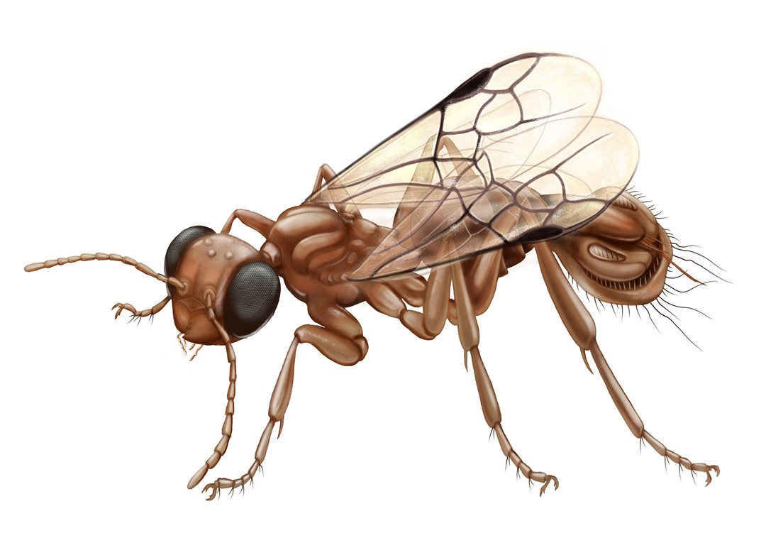 drawing of ancient wasp on white background