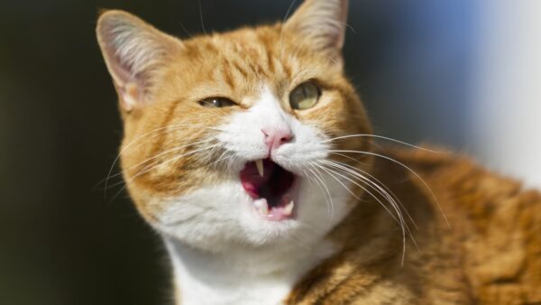 A ginger tabby cat captured mid-chew with its mouth half open