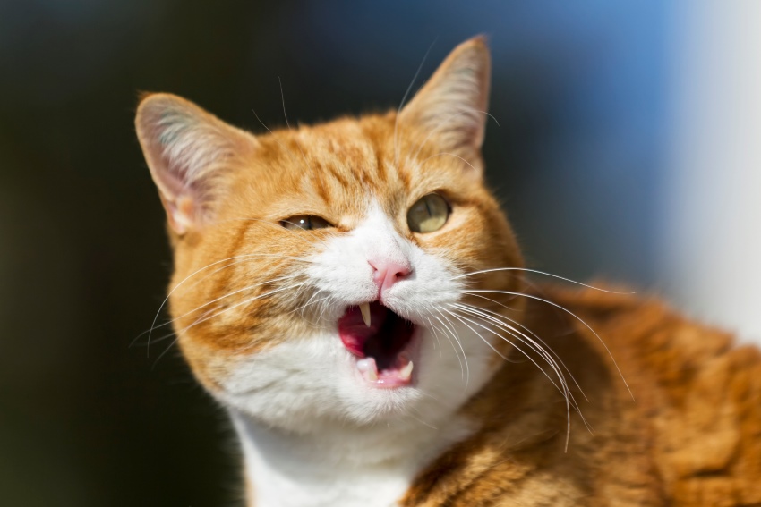 A ginger tabby cat captured mid-chew with its mouth half open