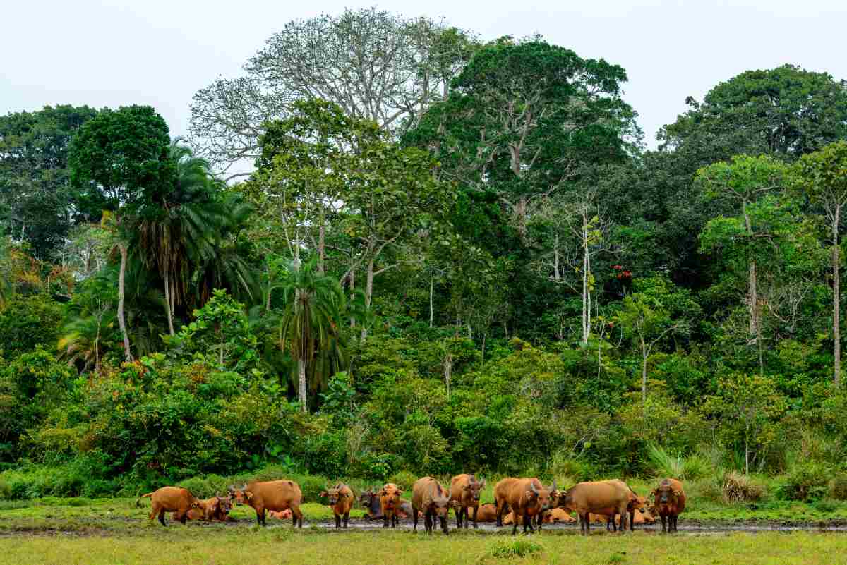 Congo to create world’s largest tropical forest reserve