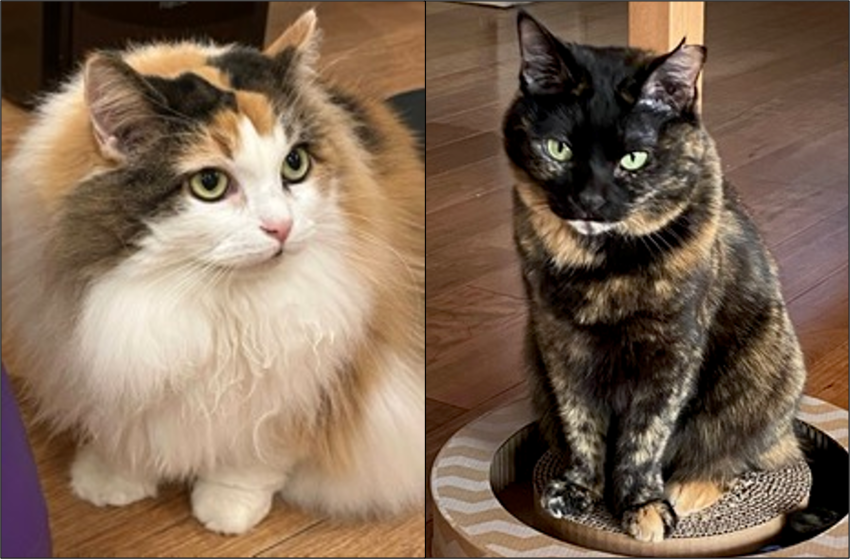 Two photographs of cats. The one on the left is a long haired cat with white, orange, and black splotches. On the left is a short haired cat with a mottled black and orange tortoiseshell pattern