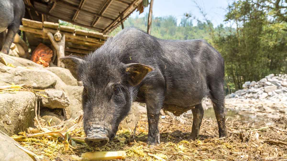 Research shows how pigs were domesticated from wild boars in China