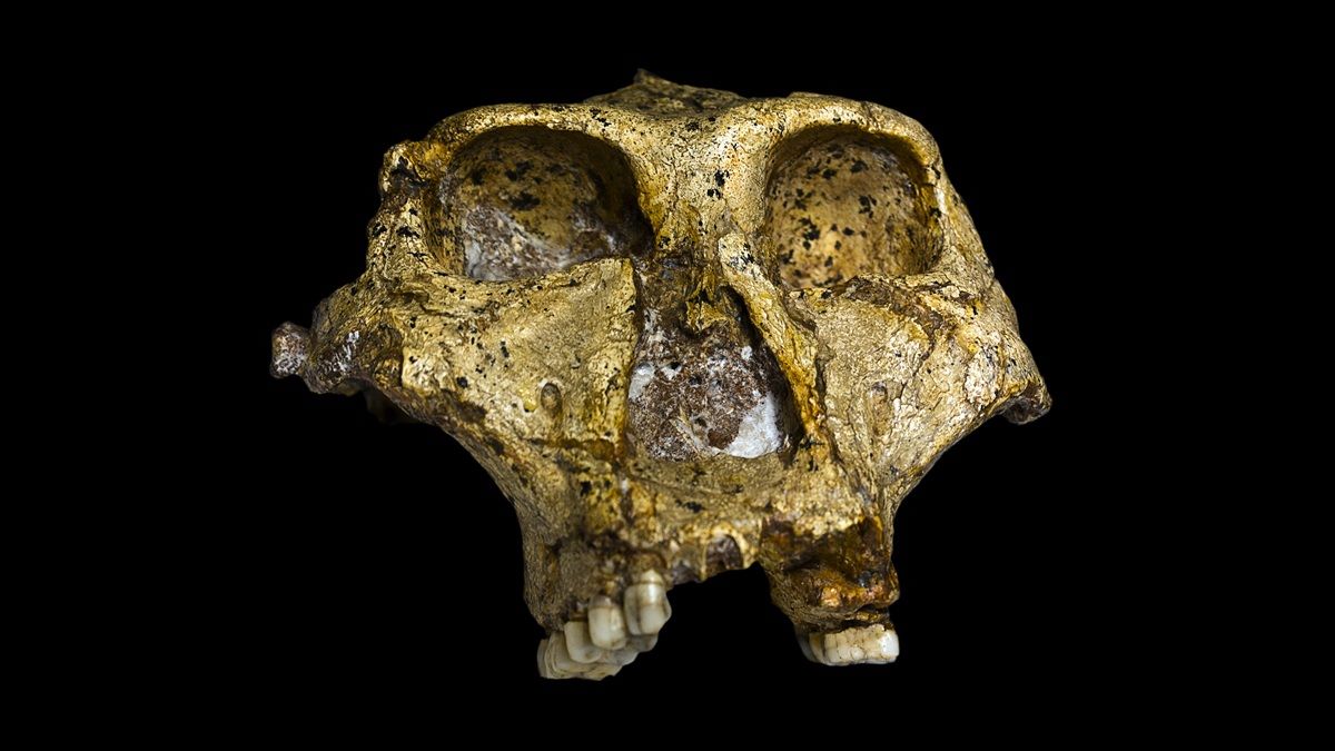 Determining the sex of 2-million-year-old human ancestor, Paranthropus robustus from teeth in Africa