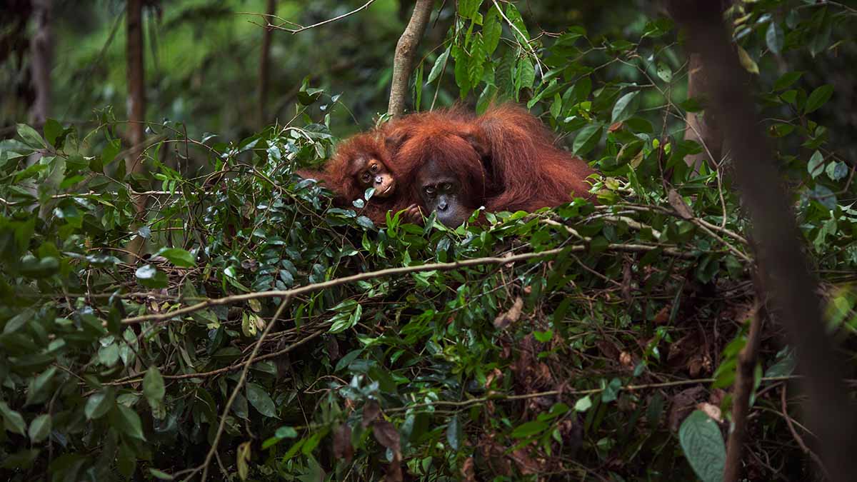 Like humans, orangutans nap after a rough night